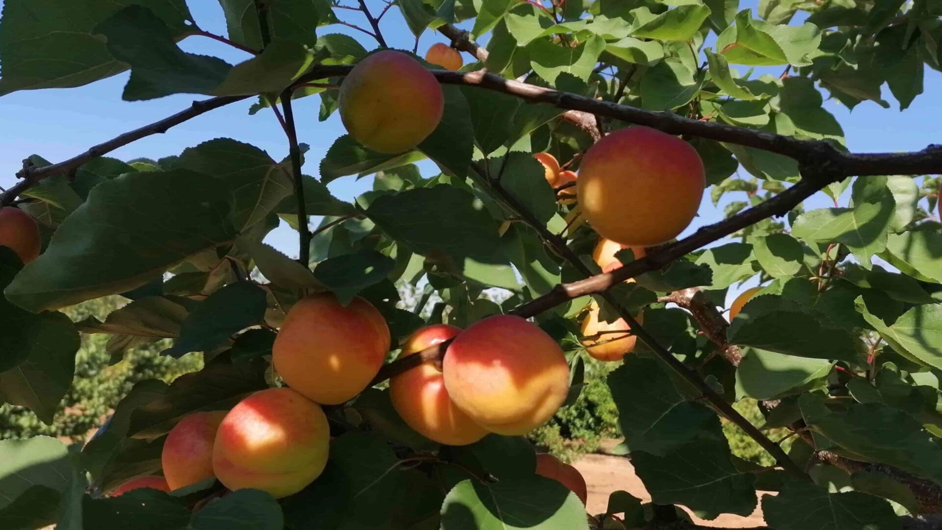 jornada cajamar albaricoque_9222c76708